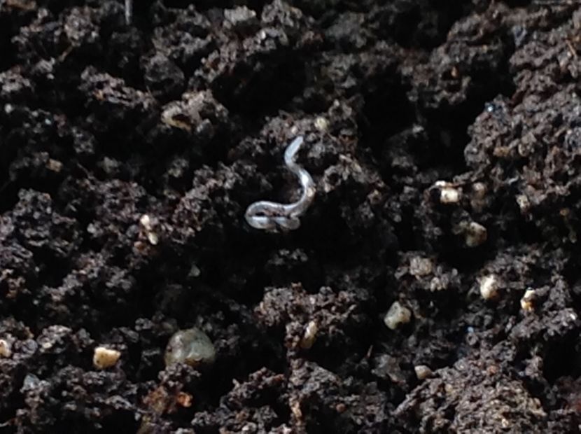  - Dăunător in pământ vierme alb de turba?