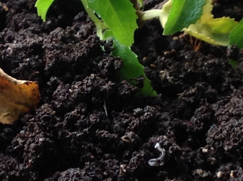  - Dăunător in pământ vierme alb de turba?