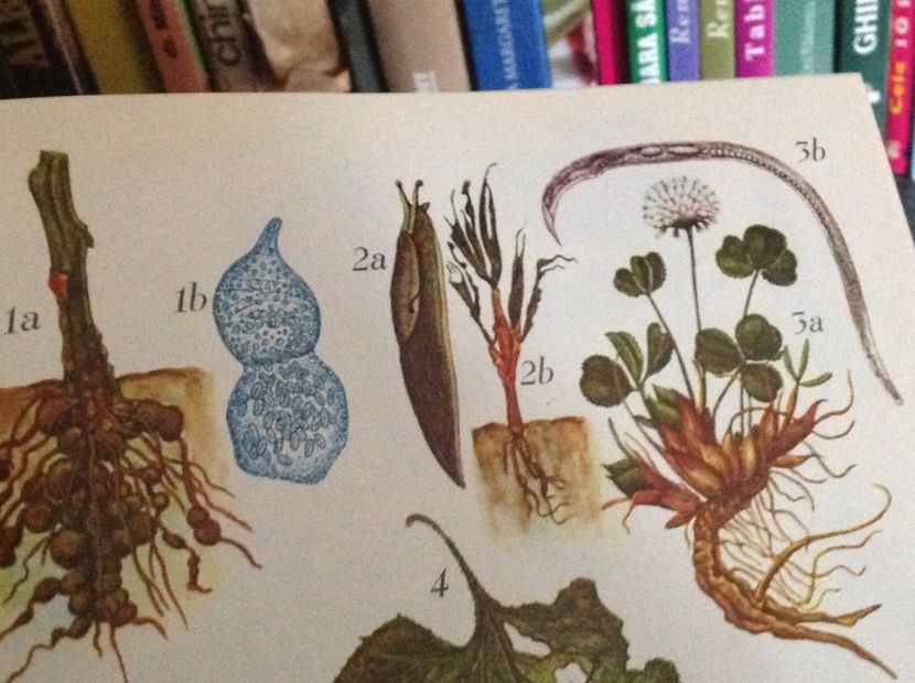  - Dăunător in pământ vierme alb de turba?