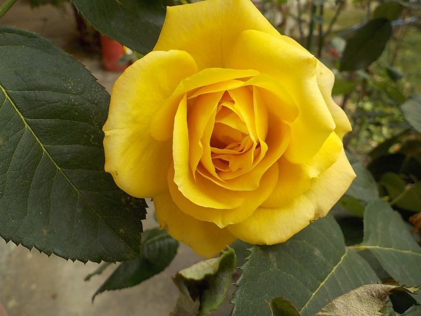 6 ianuarie - Flori ianuarie 2018