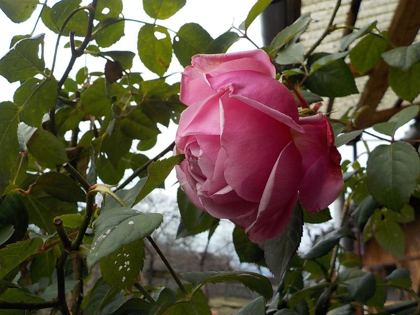 6 ianuarie - Flori ianuarie 2018