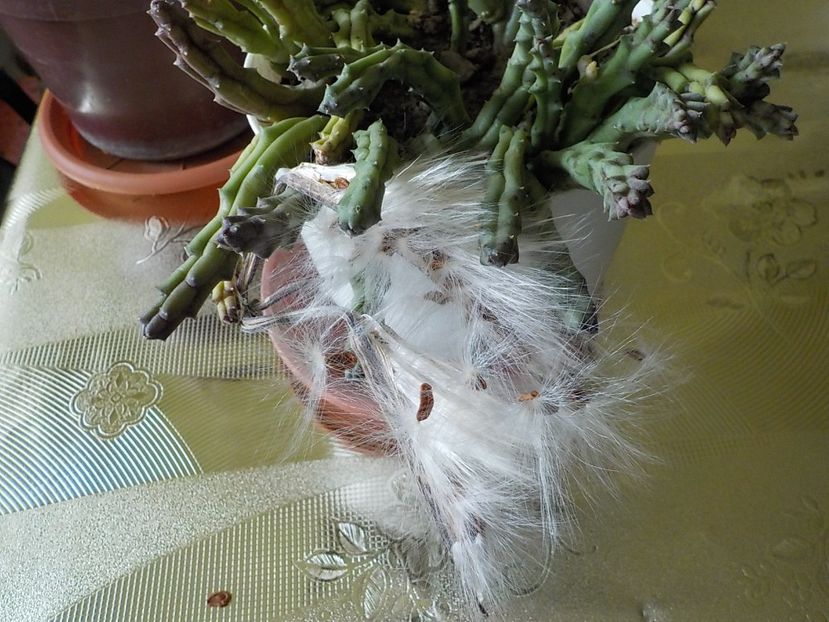  - Flori ianuarie 2018