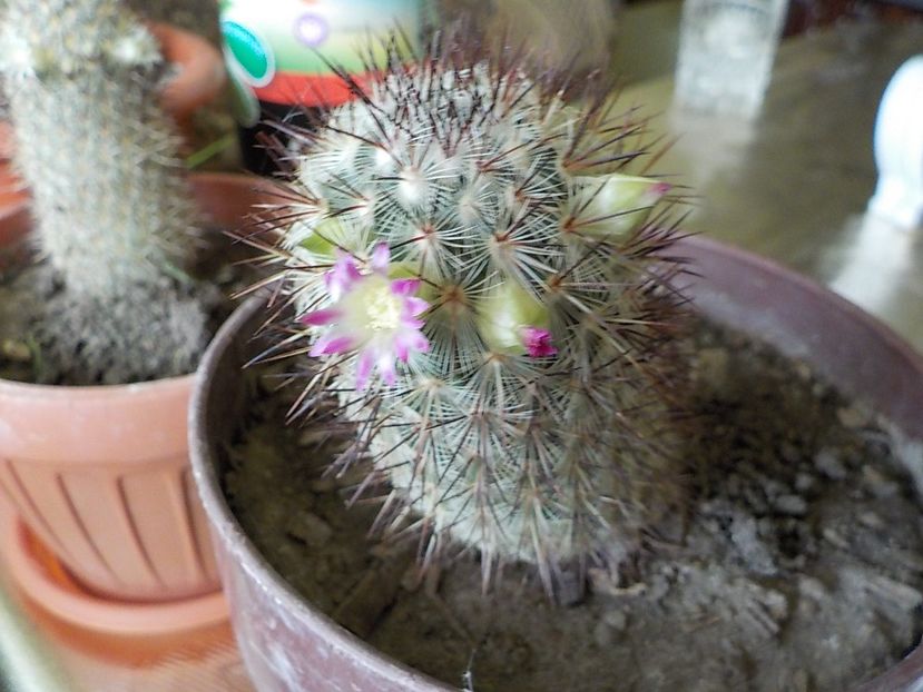  - Flori ianuarie 2018