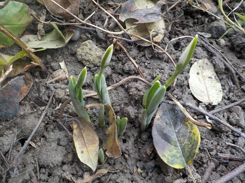 6 ianuarie - Flori ianuarie 2018