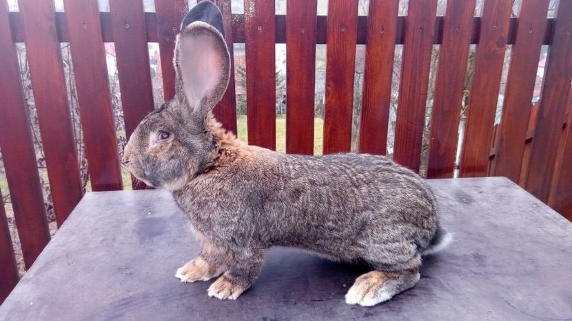 mascul 1 - Masculi UGG 2018