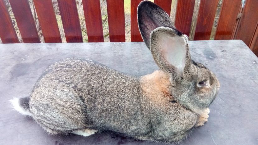 mascul2 - Masculi UGG 2018