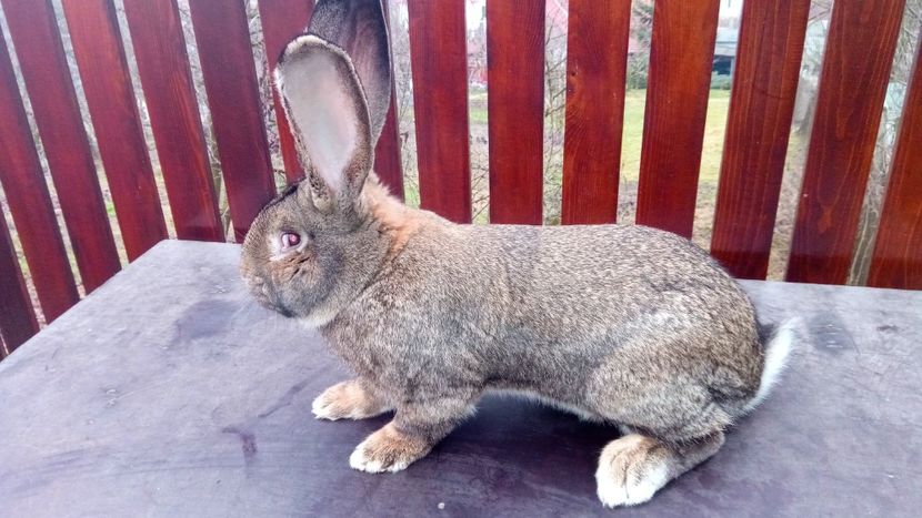 mascul 4 - 8 luni - Masculi UGG 2018