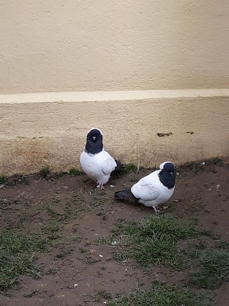 Picture 004 - DE VANZARE CALUGARITA ENGLEZA