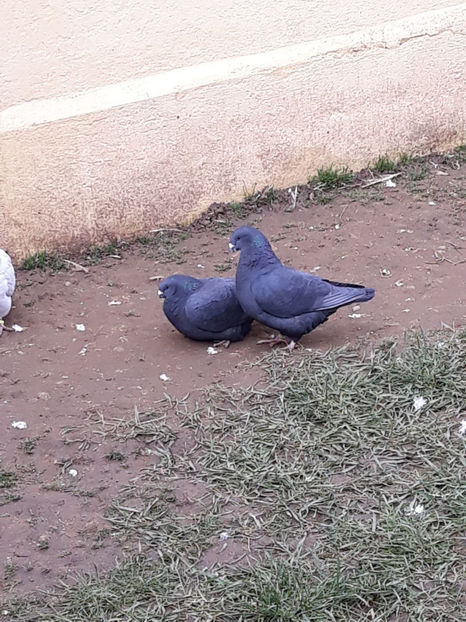 Picture 003 - DE VANZARE VOIAJORI ROMANESC DE FRUMUSETE SI SHOW RACER AMERICAN