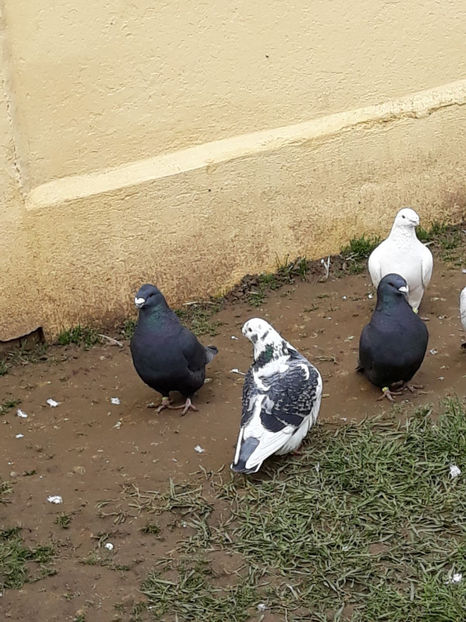 Picture 005 - DE VANZARE VOIAJORI ROMANESC DE FRUMUSETE SI SHOW RACER AMERICAN