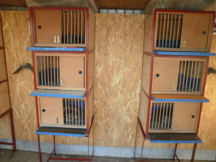 P1030013 - Matca noua