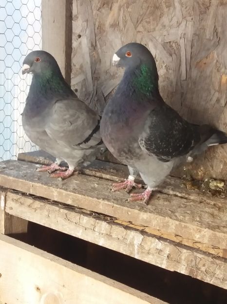 Perechea Nr 2 - Americani pt 2018