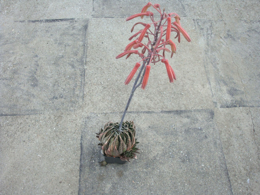 Aloe aristata Haw.1825. - Genul Aloe