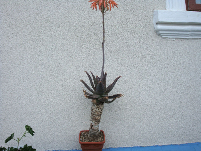 Aloe maculate All. 1773. - Genul Aloe