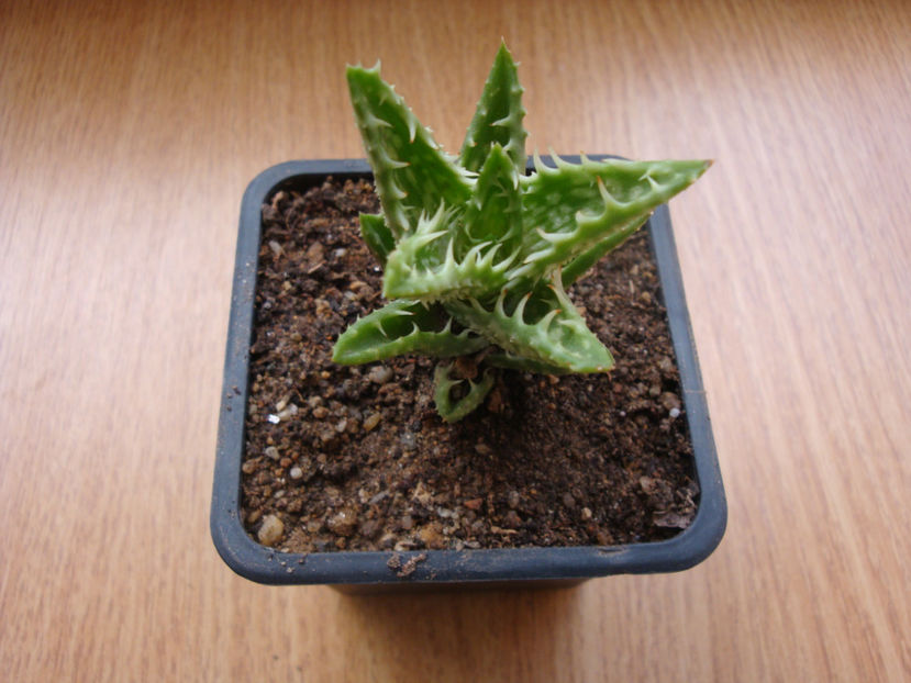 Aloe squarrosa Baker ex Balf. f.1884. - Genul Aloe