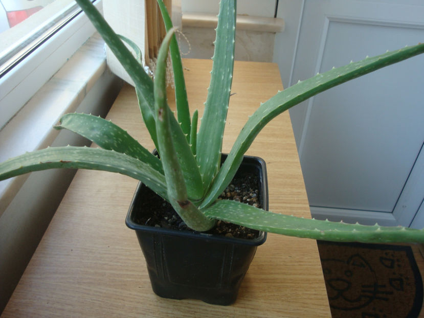 Aloe vera (L.) Burm. f.1768. - Genul Aloe