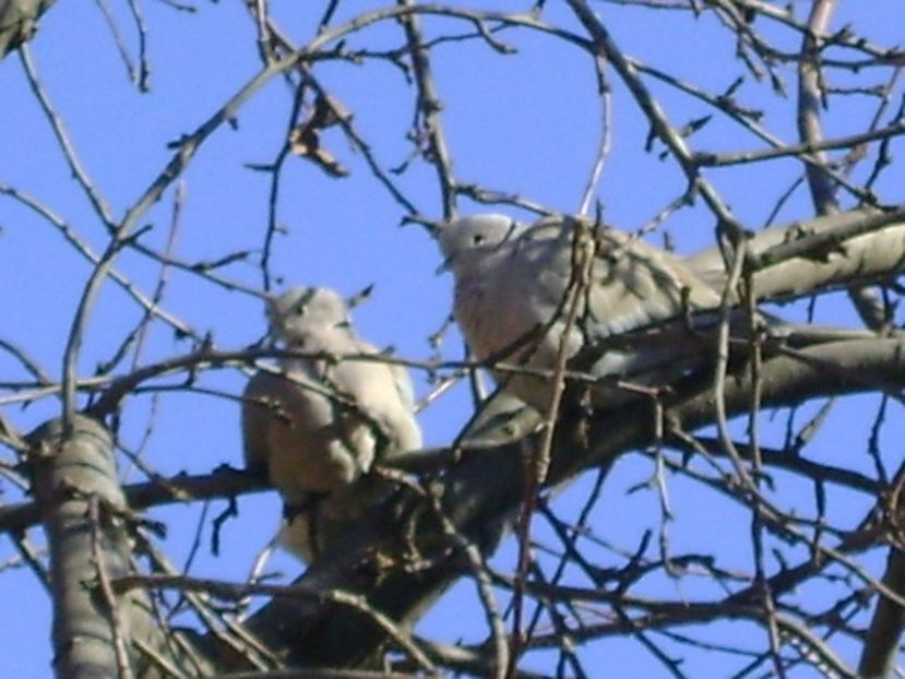 Boboteaza +15*C - Amor de primavara - v Iarna 2016-2017-2018