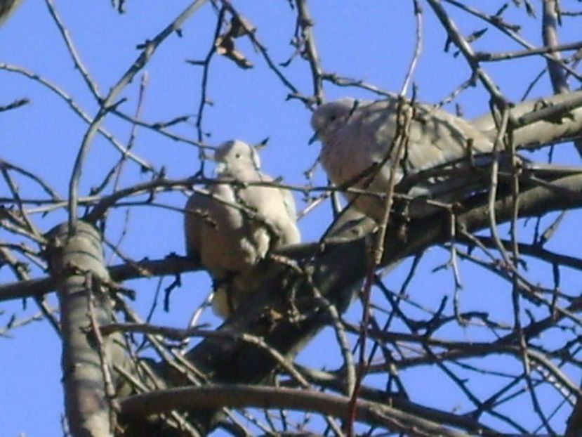 Boboteaza +15*C - Amor de primavara - v Iarna 2016-2017-2018