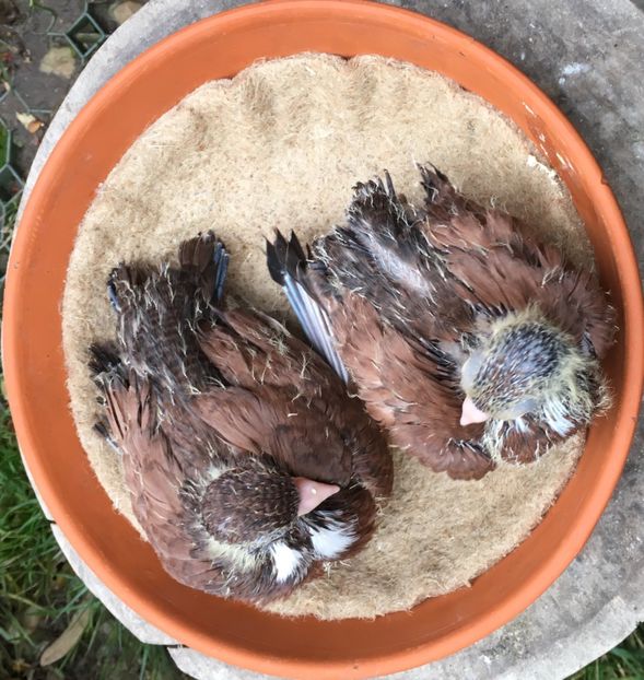 7670F135-12FA-435A-96DD-A969DE12EBD0 - Orbeteni 2017