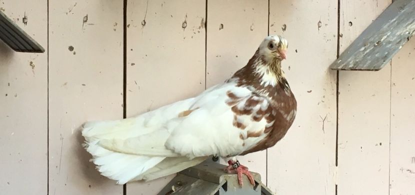 41118AEE-F4A5-4442-85E3-8FEF638143D8 - Orbeteni 2017