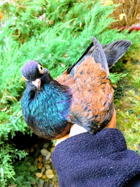 33E5EAAD-3EA4-492D-BAE9-9F542AF3920F - Orbeteni 2017