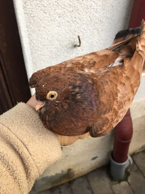 58B6DCC7-90B0-4A2E-828E-BA405E386BE9 - Orbeteni 2017