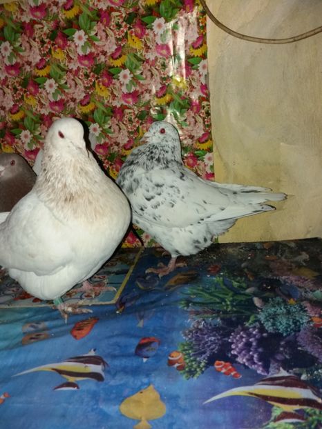  - DE VANZARE 2018 octombrie