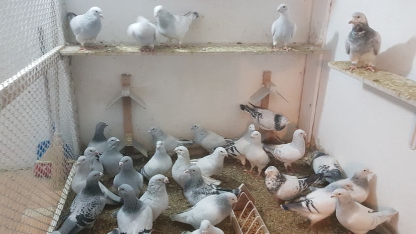  - 0- 16 ian 2018 Masculi voiajori standard pentru matca