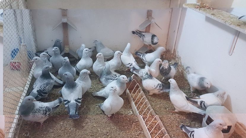  - 0- 16 ian 2018 Masculi voiajori standard pentru matca