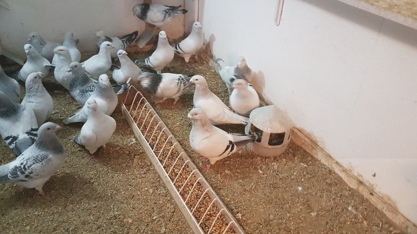  - 0- 16 ian 2018 Masculi voiajori standard pentru matca