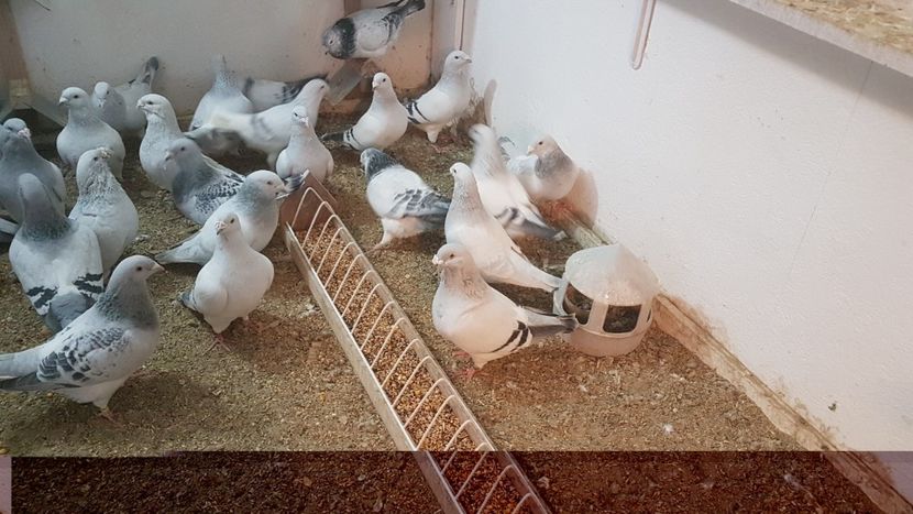  - 0- 16 ian 2018 Masculi voiajori standard pentru matca