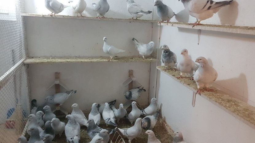  - 0- 16 ian 2018 Masculi voiajori standard pentru matca