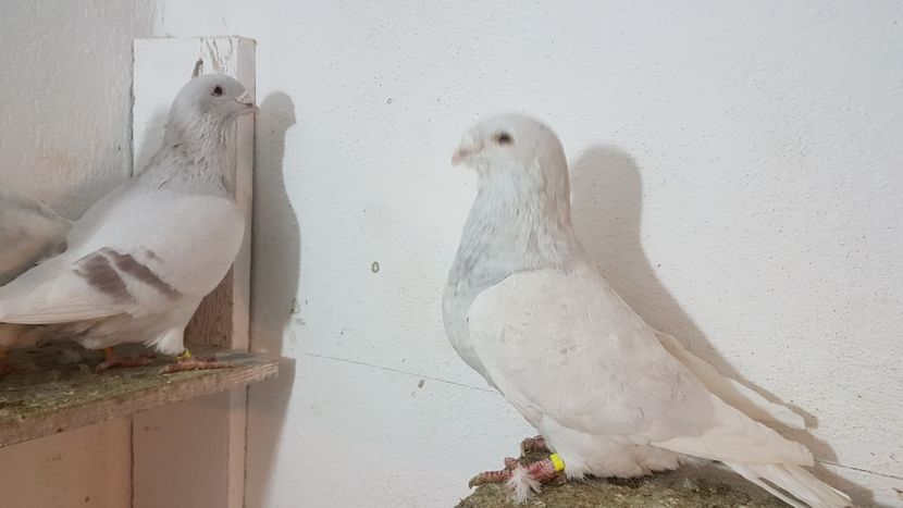  - 0- 16 ian 2018 Masculi voiajori standard pentru matca