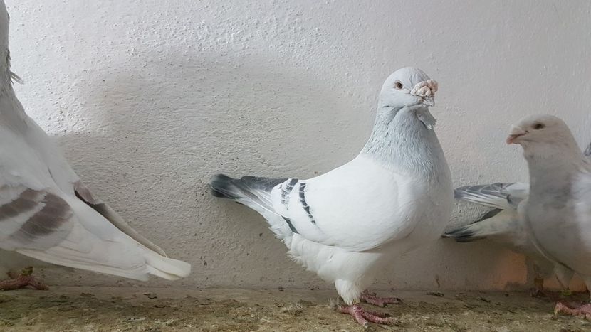  - 0- 16 ian 2018 Masculi voiajori standard pentru matca