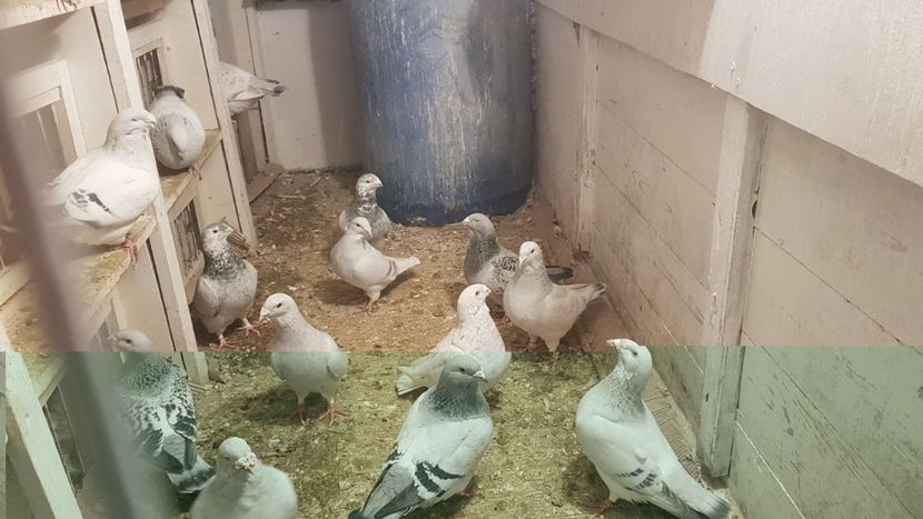  - 0- 16 ian 2018 Masculi voiajori standard pentru matca