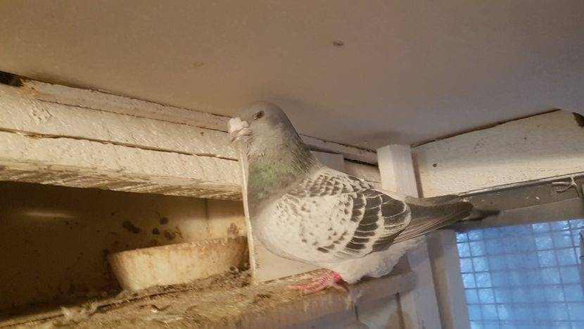  - 0- 16 ian 2018 Masculi voiajori standard pentru matca