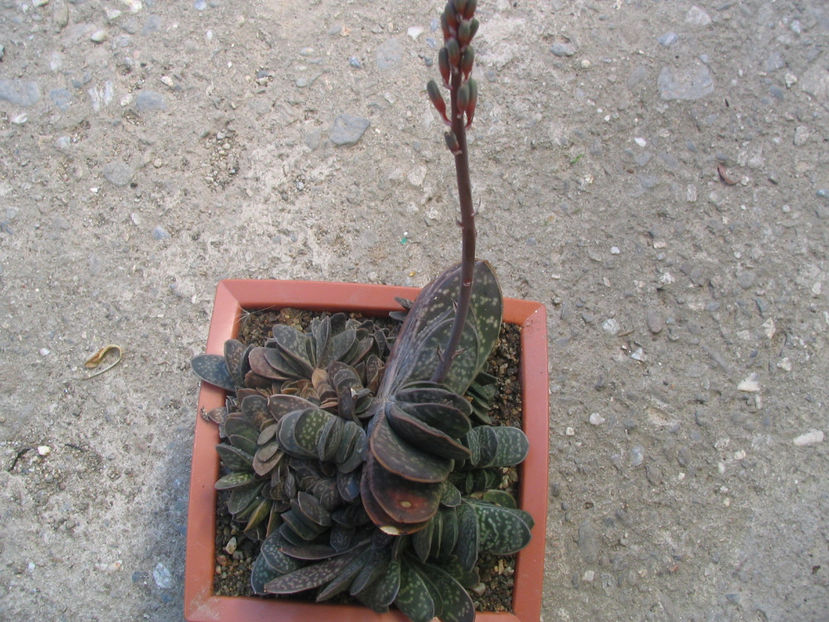 Gasteria carinata (Mill.) Duval 1809. - Genul Gasteria