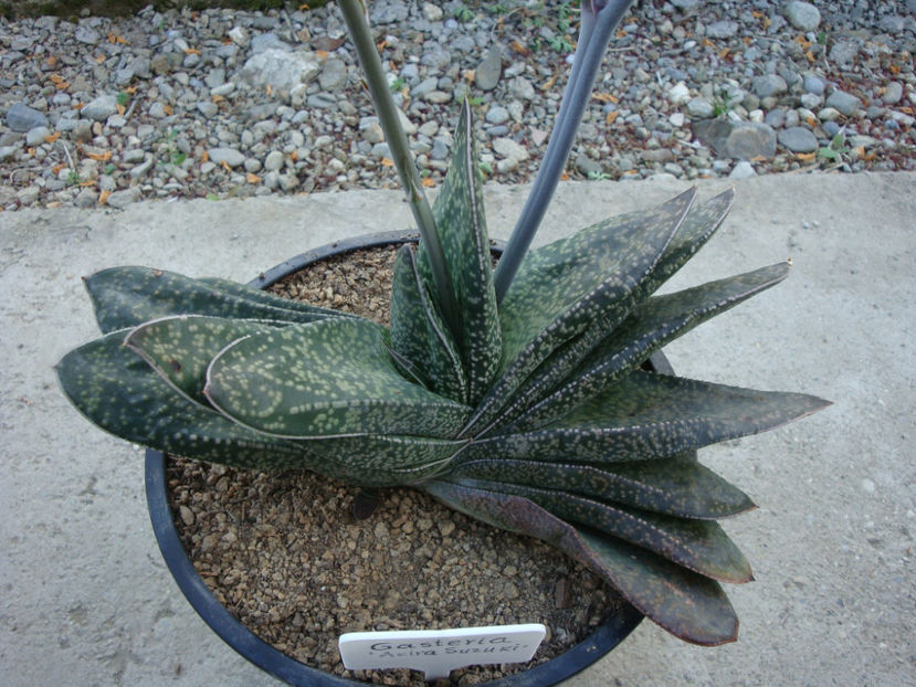 Gasteria cv. AKIRA SUZUKI - Genul Gasteria