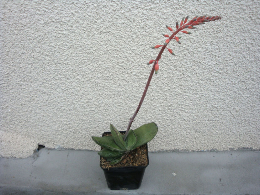 Gasteria glomerata van Jaarsv. 1991. - Genul Gasteria