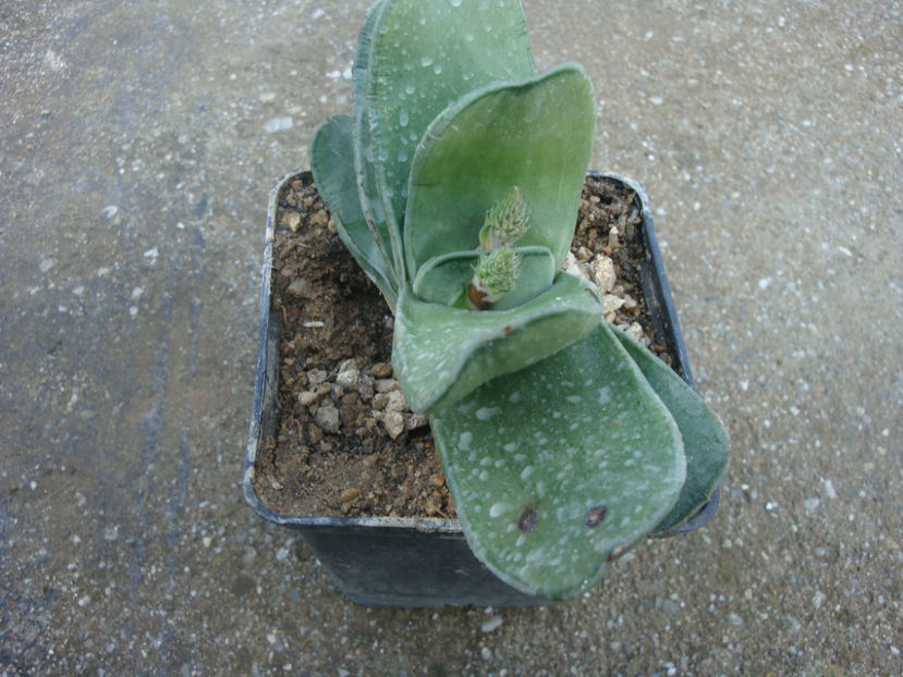 Gasteria glomerata van Jaarsv. 1991. - Genul Gasteria