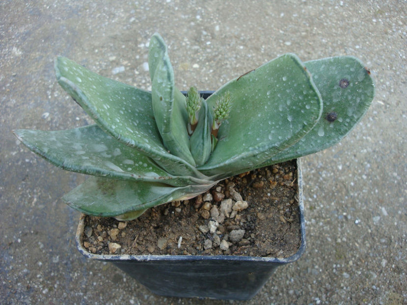 Gasteria glomerata van Jaarsv. 1991. - Genul Gasteria