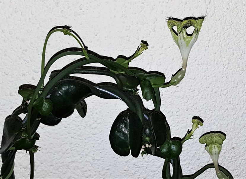  - Ceropegia sandersonii