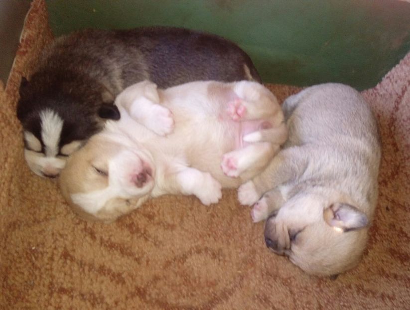  - AAAAAAAAA__DIVA_OSMI URMASUL LUI OSMAN IN MEMORIAM