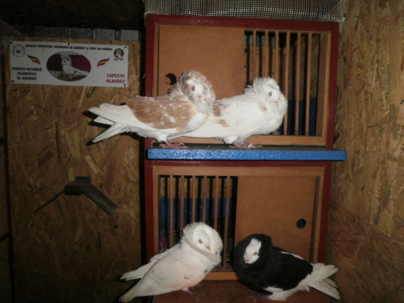 P1030003 - Matca 2018