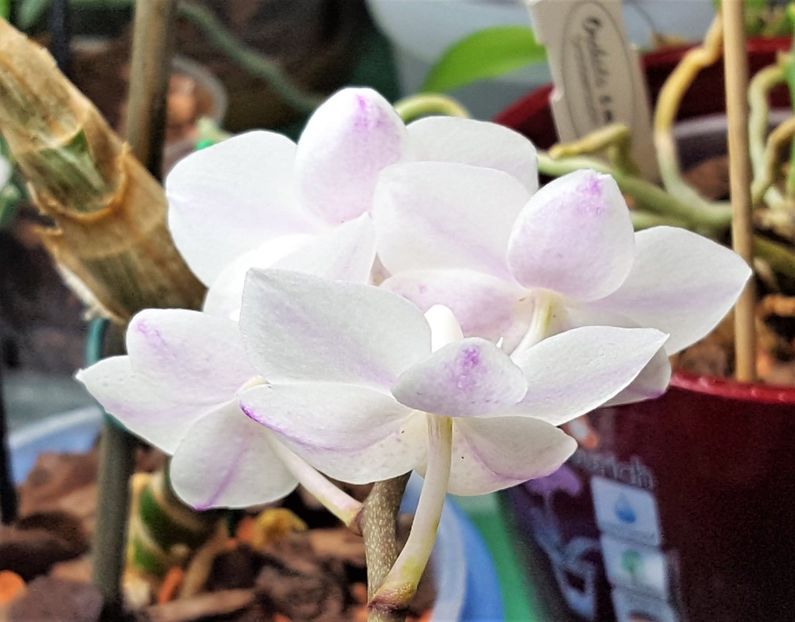  - Phalaenopsis 1