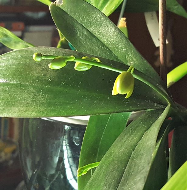 Mini Mark - Phalaenopsis 1