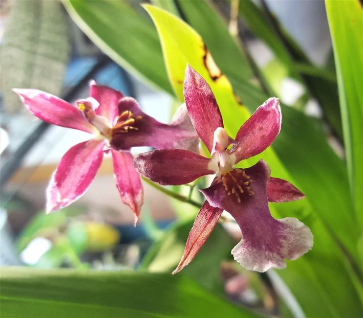  - Oncidium