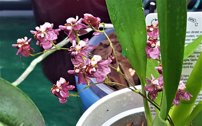  - Oncidium