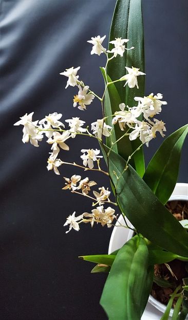  - Oncidium