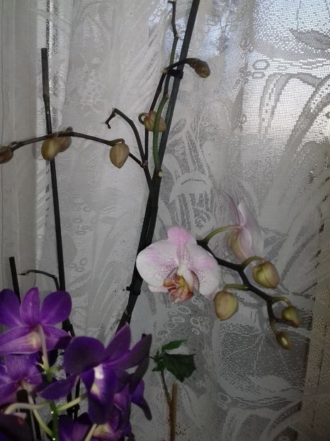 de ziua fetei mele - 003-1 ORHIDEE